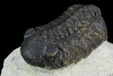Morocops Trilobite - Visible Eye Facets #120079-3